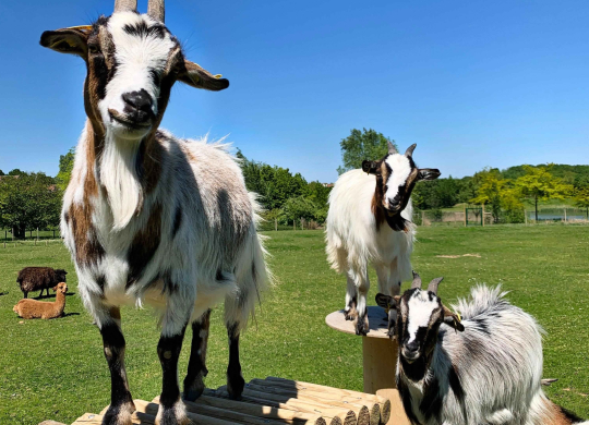 Streichelzoo Hotel Campanile 